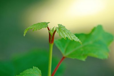 Acer pensylvanicum - javor pensylvánský - vývoj listu